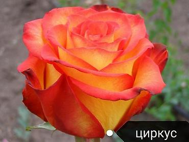 семечка уголь: Продаю *САЖЕНЦЫ РОЗ*, сорт кустовые, чайно-гибридные и бордюрные — 7