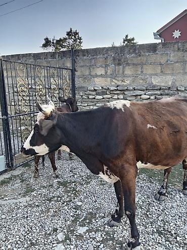 lal ördək satışı: Saxlama təsərrüfatından inək və bala - Südlük istiqamətli, buynuzlu — 2