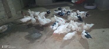 Ördəklər: Erkək, Ətlik — 3