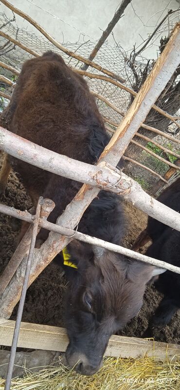 куплю быков село ленинское: Бык 9 месяцев