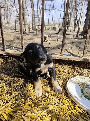 Продажа собак: Продажа Щенков ТАЙГАН для пастушьей службы и охоты. Описание: - — 8