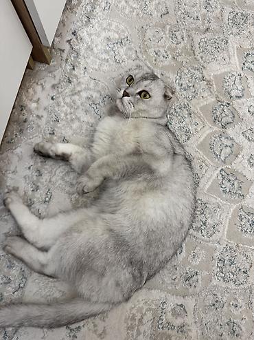 Продажа кошек: Скотиш Фолд (Шотландская вислоухая), 1 год, Мальчик, Серебристая шиншилла, Приучена к лотку — 3