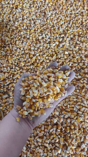 семена зерно: Семена и саженцы Кукурузы, Самовывоз