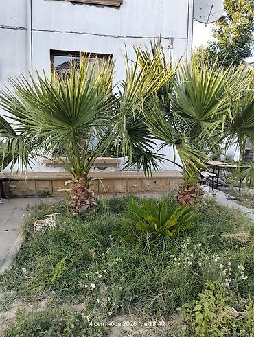 ev gülleri ve adları: 3 ədəd 1 ədədi 300 manat Dekorativ bağ palma ağacı – Washingtonia — 2