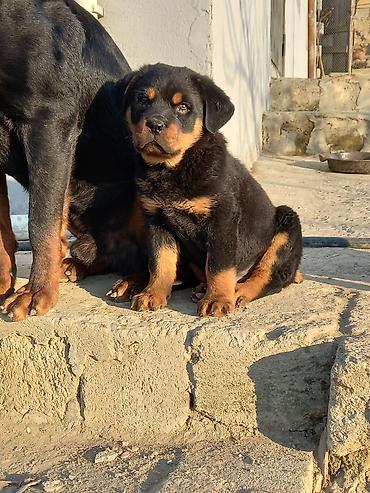 itlerin satisi ve qiymetleri: Rotveyler, 2 ay, Erkək, Peyvəndli, Ünvandan götürmə — 3