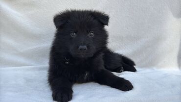 собака доберман сколько стоит: Немис овчаркасы, 2 айлык, Эркек, Эмделген, Ит тегин тастыктоочу документ