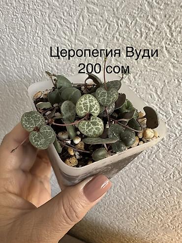 Другие комнатные растения: Укоренённые черенки растений от 150-300 сом — 13