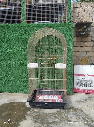 Tutuquşları: Korella əl quşu bala hazir cut kime hansi lazimdisa var sarilar 45-50 — 11