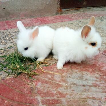 Dovşanlar: Holland lop dovşanlar 3 böyük 2 bala. balanın biri 15azn böyüyün — 2