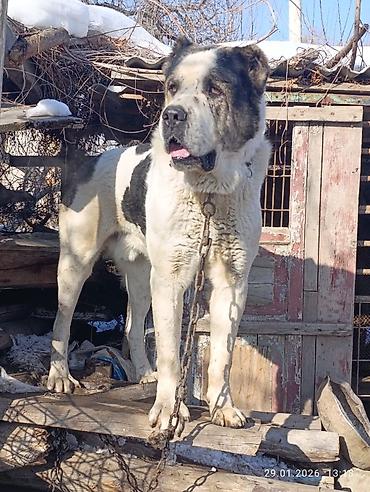 Вязка собак: Кабель возраст 4,5 года холка 94 супертяж чемпион Кыргызстана и — 1