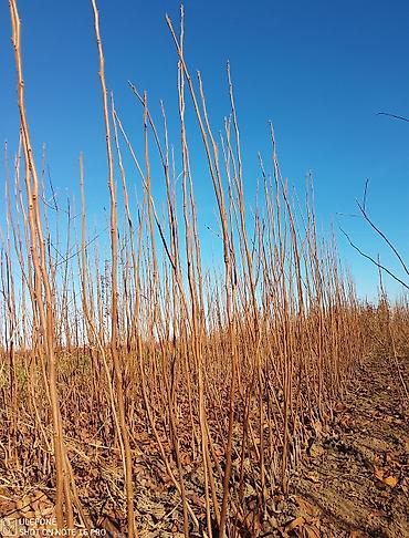 Tinglər: Xurma tingləri satışdadır çatdırılma pulsuzdur siz sifariş verin — 12
