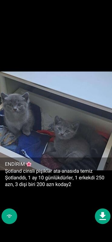 Pişiklər: Erkək, Ünvandan götürmə — 13