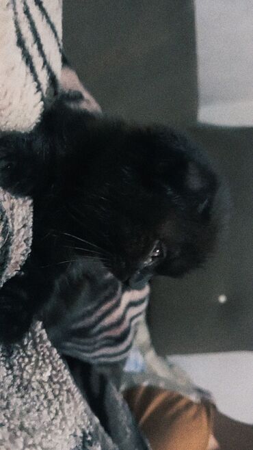 шотландская вислоухая длинношерстная кошка: Скотиш Фолд (Шотландиялык шалпаң кулак), 2 айлык, Ургаачы, Кара