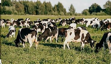 электрик кипиа: Требуется Пастух, Оплата: Ежемесячно — 1