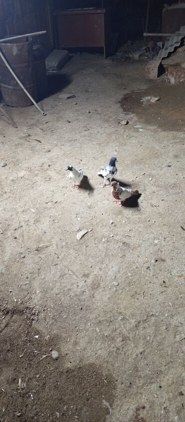 it ucun yuva: Ev göyərçinləri – 3 ədəd - Növ: ev/uzun uçuşlu dekorativ göyərçinlər