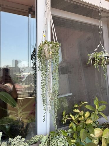 Otaq bitkiləri: Комнатные растения Крестовник — крупные и мини-растения Каменный — 7