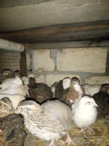 Akvariumlar: 40 gunluk bildircinler yumurtuyullar