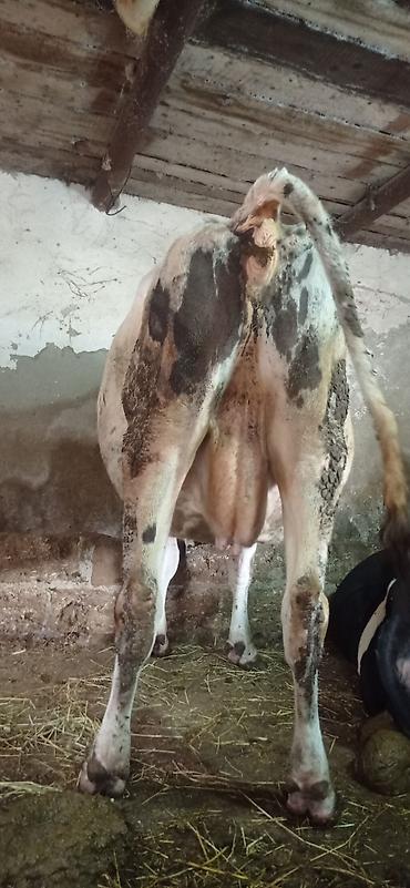 inək: Ay yarimı qalib doğmağına 4cuqarina sudu 20 den yuxarı olur cins maldi — 4