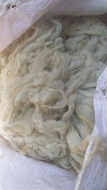 Yun: Yun satişi satışda yuyulmuş şamaxı yunu var qiymətlər keyfiyyətə — 11