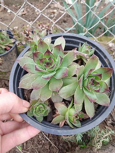 Ostale kućne biljke: Sukulenti u saksijama – više vrsta - Sedum (različite sorte) — 13