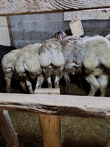 Баран, овца: Продаю | Овца (самка) | Для разведения | Осеменитель — 10