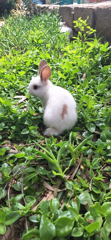 Dovşanlar: Dekorativ dovsanlar biri 15 azn — 3