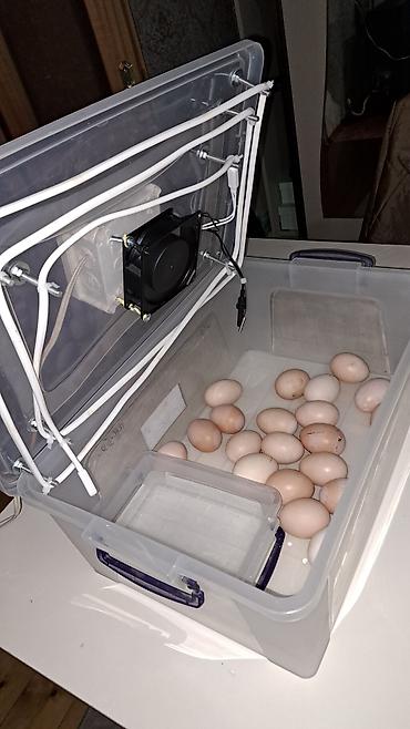 İnkubatorlar: Tam avtomat — 5