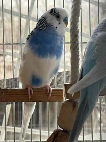 Зоотовары: Срочно!! Продаются попугаи,вместе с клеткой и другими предметамии — 10
