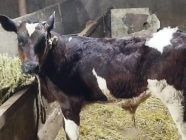 Mal-qara: Salam. Simmental danadir. 4 ay yarımlıqdır. Ünvan Mehdiabaddadir — 2