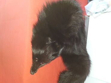 Krzneni kaputi: One size, Polarna lisica, bоја - Crna na lalafo.rs — 2 Krzneni kaputi: One size, Polarna lisica, bоја - Crna — 2