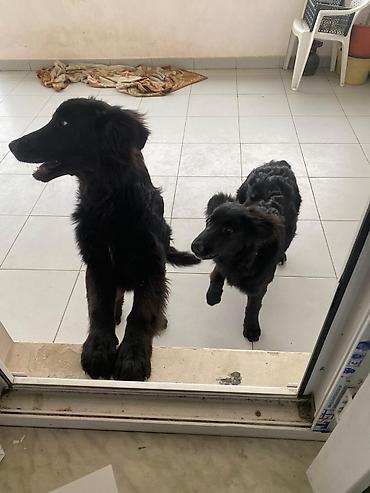 İtlər: 5 ay, Dişi — 5