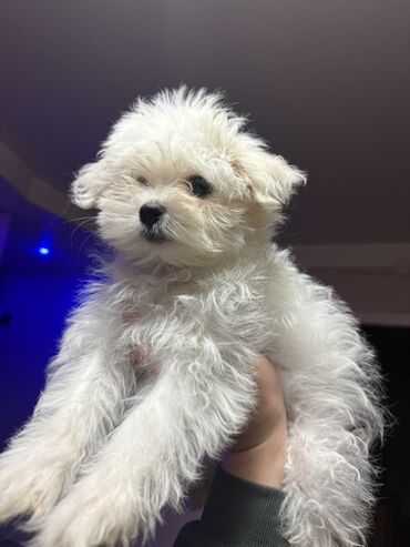 отдам щенка в хорошие руки бесплатно: Мальтийская болонка, 3 месяца, Самка