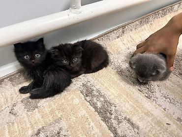 русская синяя кошка: Шотландские вислоухие котята (Scottish Fold), окрас сплошной голубой — 5