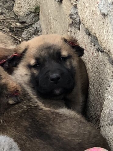 İtlər: Qurdbasar, 1 ay, Erkek — 5