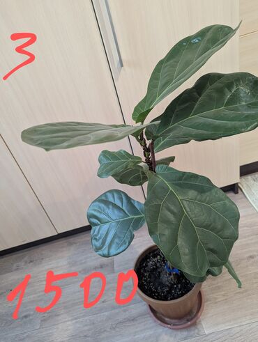 Другие комнатные растения: Комнатные растения, разных видов, филодендрон, хоя, эпипренум, фикус и — 7