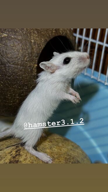 Хомяки: Ручные песчанки монгольские. Красивые окрасы, есть девочки и мальчики — 7