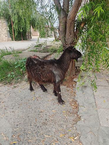 Рогатый скот: Самка, лет: 3 — 6