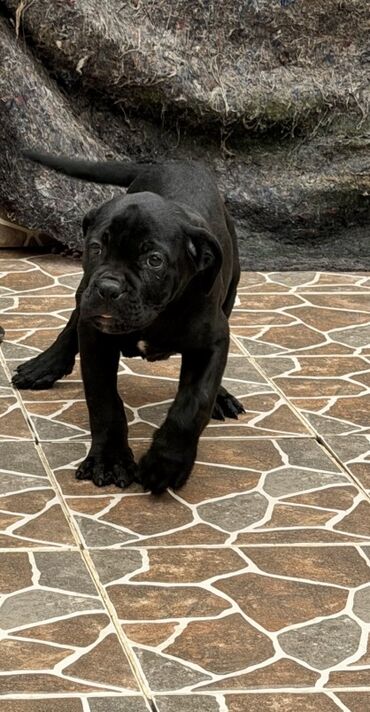 İtlər: Kane-Korso — 22