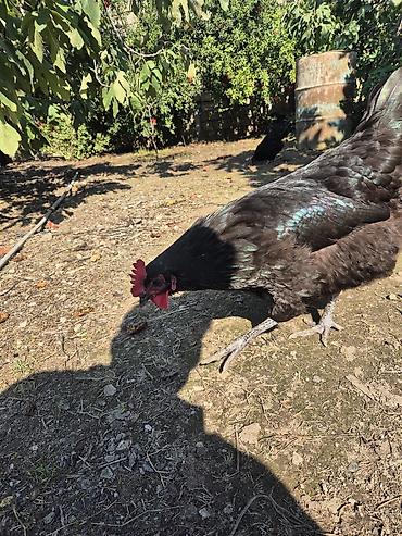 sari qus: Toyuq, Australorp, Damazlıq — 3