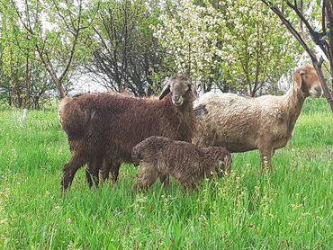 Бараны, овцы: Продаю | Овца (самка), Баран (самец) | Гиссарская, Полукровка, Арашан | Для разведения