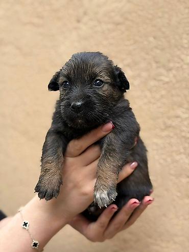 мини чау чау цена: Отдам щенят в добрые руки ❤️ 2 мальчика /1 девочка От паразитов — 1