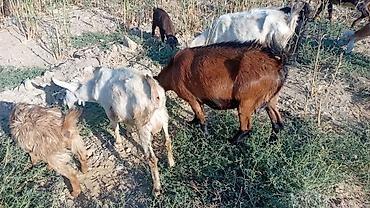 südlük inəklər: Salam bidenə temiz obir haş alpin 3 qarın doxub qurudub bir denə de — 4