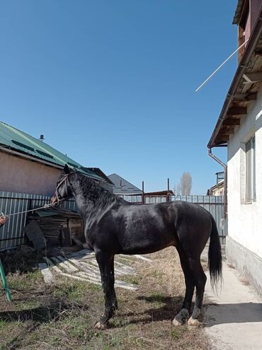 продажа лошадей в бишкеке: 4жаш улак уйуру гарантия бою 160+