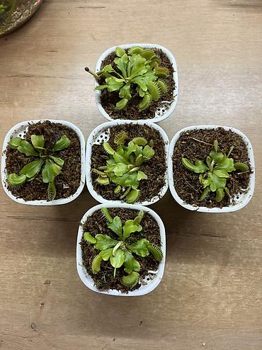 лимон дерева: ПРОДАЁТСЯ ВЕНЕРИНА МУХОЛОВКА! Нахожусь в 5 микрорайоне 🌱 Компактный — 1