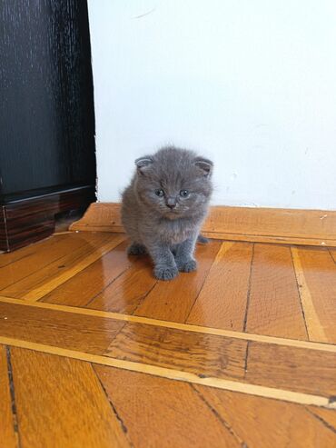 Pişiklər: Britaniya və Scottish və digər növlərin bala pişikləri var. Qiymətləri — 5