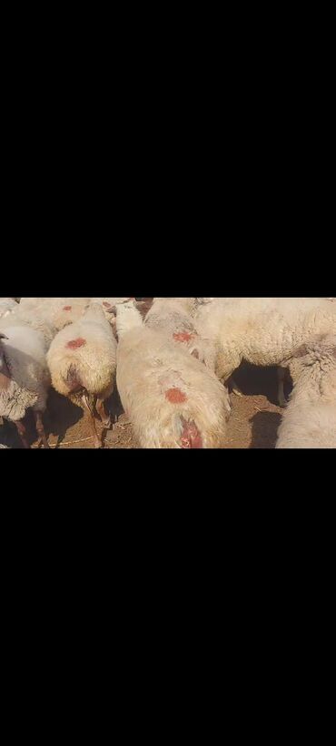 Qoyunlar, qoçlar: Satlır — 8