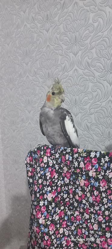 Nimfa (Cockatiel) tutuquşu – boz-ağ rəng çaları, yanaqlarında narıncı