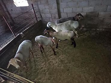 овцы кемин: Продаю | Баран (самец) | Для разведения | Племенные — 2