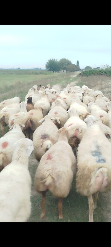 Qoyunlar, qoçlar: Dişi, il: 1, 50 kq, Damazlıq, Ünvandan götürmə — 16