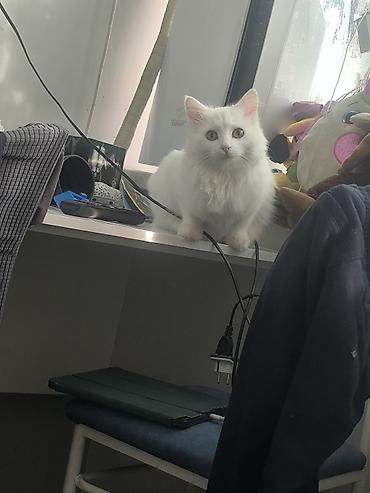 Продажа кошек: Белоснежная пушистая кошка с длинной шелковистой шерстью и густым — 9